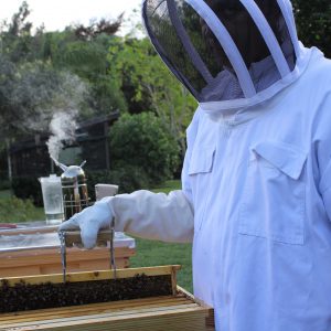 Bee Adventure… Watch Bees Make Honey.